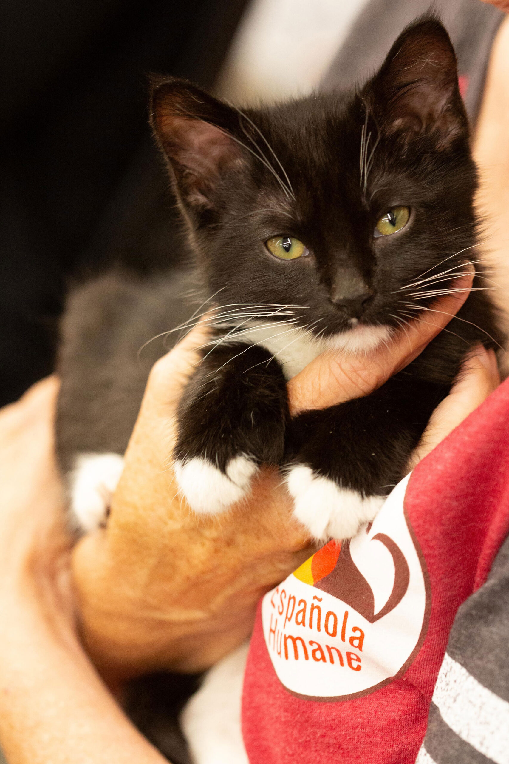kitten-purriing