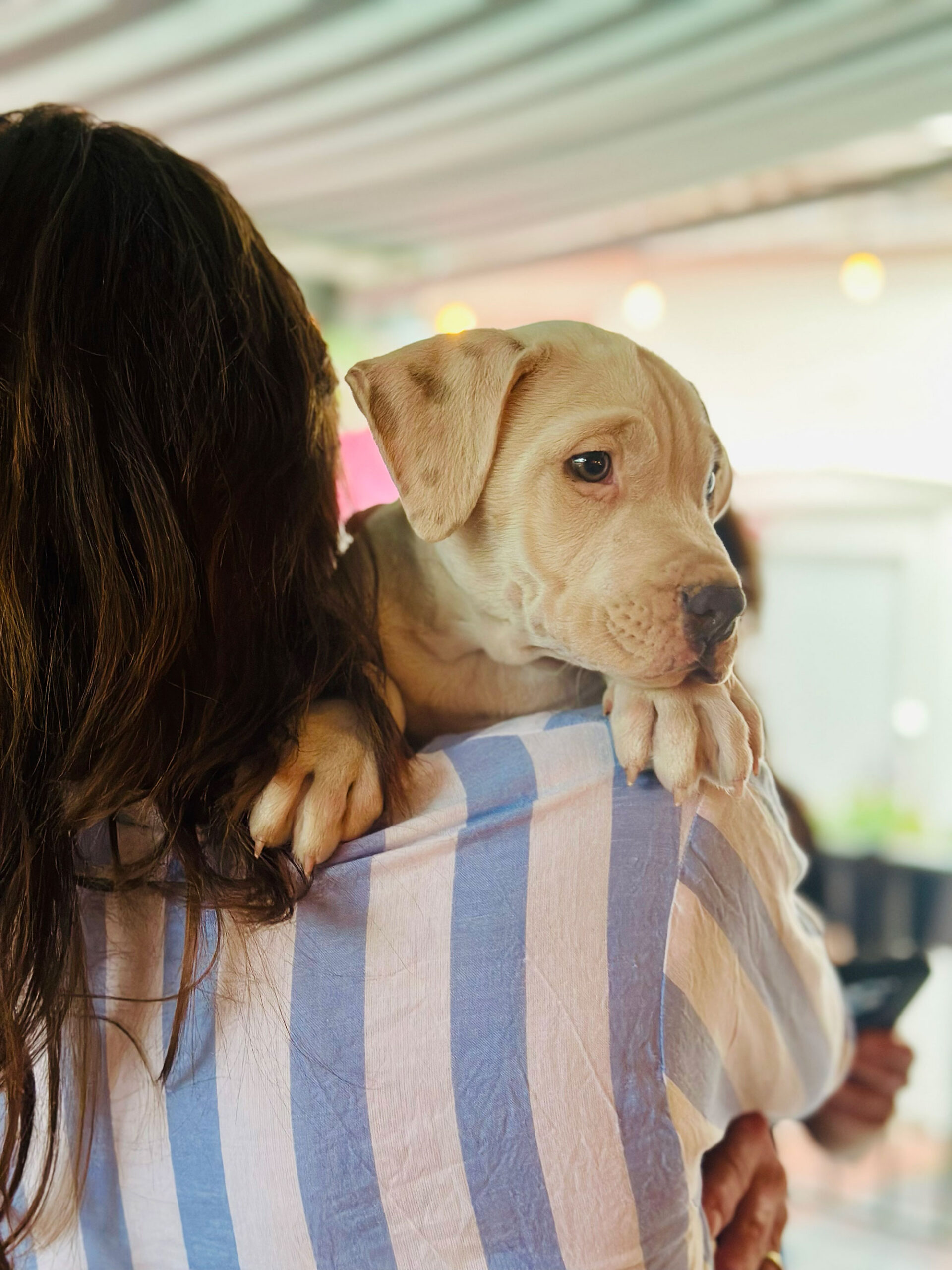 puppy-on-shoulder
