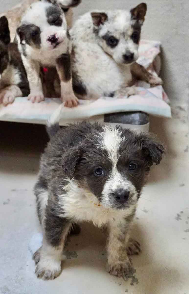 puppies